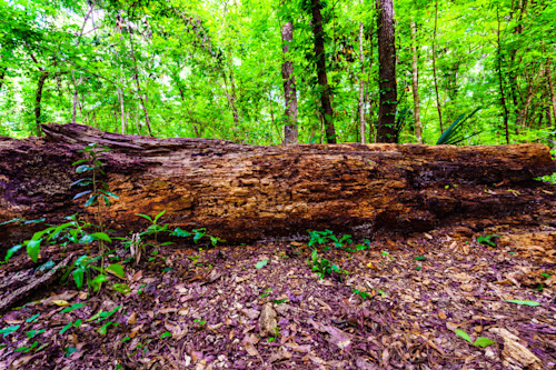 Fallen trunk at devils millhoopper state park 1 vld4qq