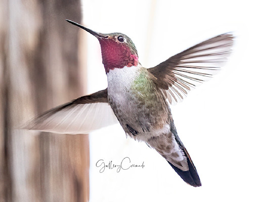 Hummingbird flying ai elmo 3738patricialam v86hsf