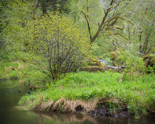 The magic of spring willapa rivers vibrant forestscape 2023 wj07ta