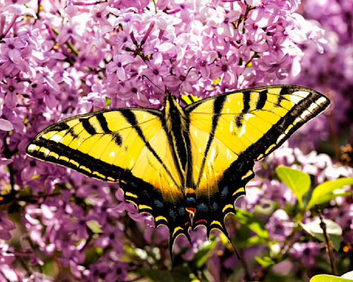 2tailed swallowtail butterfly 3555 duwd8l