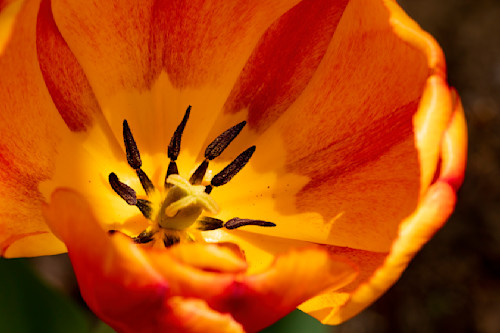 Red orange tulip flower co ai 0046 xlndip