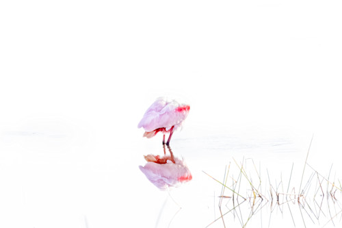 Spoonbill blownoutheart 1p1a8160 edit gmeury