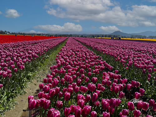 Tulip fields 1 d3vazd