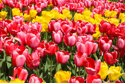 Yellow and pink tulips 1 nkjr4m