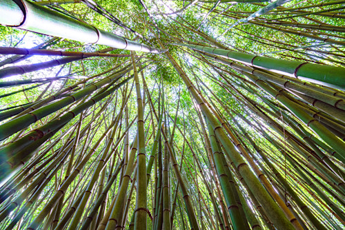 Bamboo tree canopy at kanapah gardens 1 fhtew0