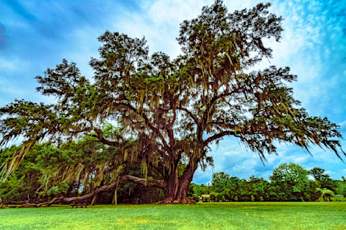 Largest oak tree gainesville florida 1 uzompu