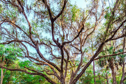 Large tree view in gainesville fl 2 ibmeca