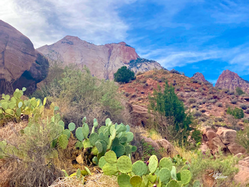 Prickly pear delight fyfr81