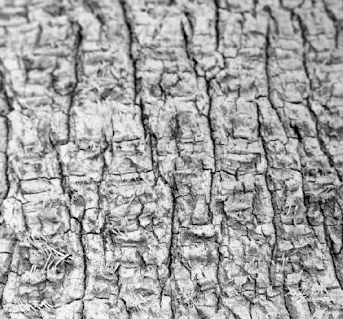 Textures tree trunk jnbfqz