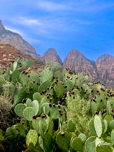 Zion national prickly pears aysgk3
