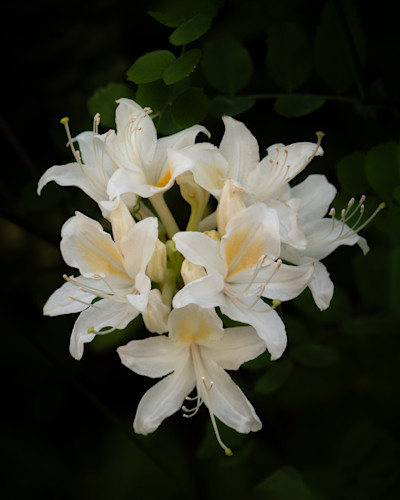 Wild azaleas asf hpyrtj