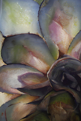 Succulent 5 new vcr5io