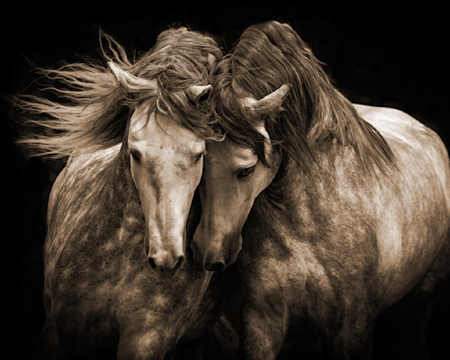 Carolwalkertwoandalusianstallionssepia40x50 dskof2