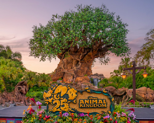 Nighttime at Animal Kingdom Disney Removable Wallpaper by