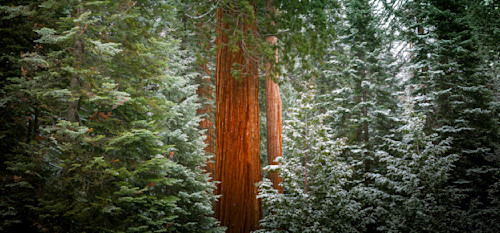 Thebloodinmyveins adobergb layered sharpened wjaevy