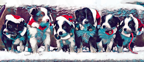 Christmas puppies ro6vz1