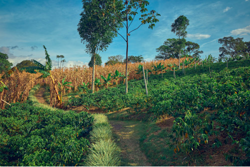 Coffee farm no. 1 krfjtl