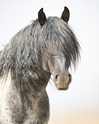 Carolwalkerbluezeuslongforelock d3btpf