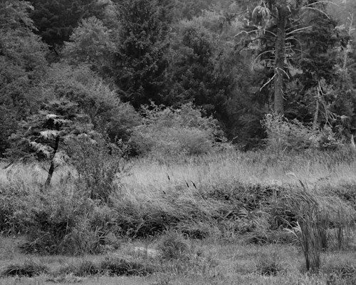 Estuary meets forest pacific county washington 2023 imcchc