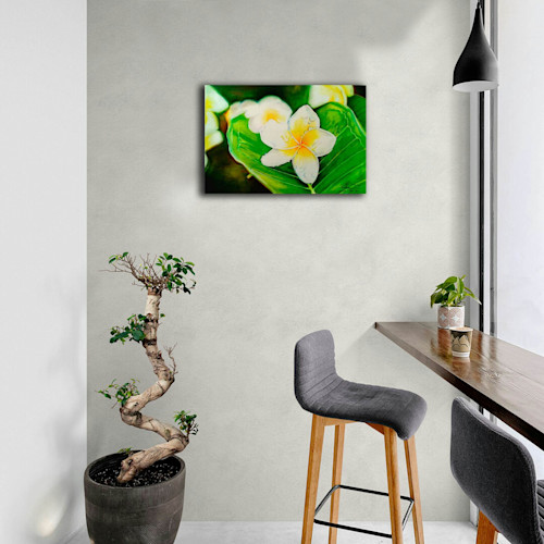 Rasika plumeria frangipani interior room l8j7hq