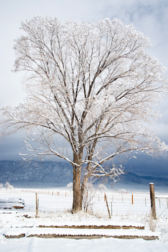 Winter tree srgb 20t copy rtirzy