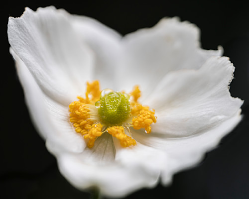 Fall anemone qweoaz