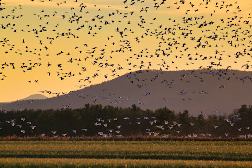 Img 2405 snow geese snake mountain r gigapixel hq scale 2 00x s6q1dl