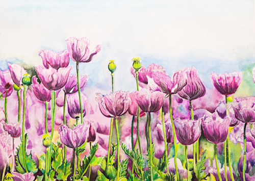 Tulips rr 7341 p i7o5ho