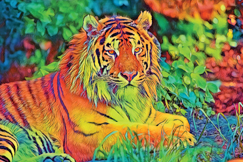 Rainbow tiger svtzlg