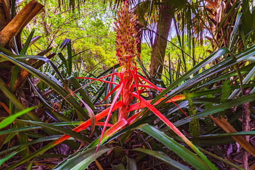 Red plant and foliage at kanapah gardens fl y80cao
