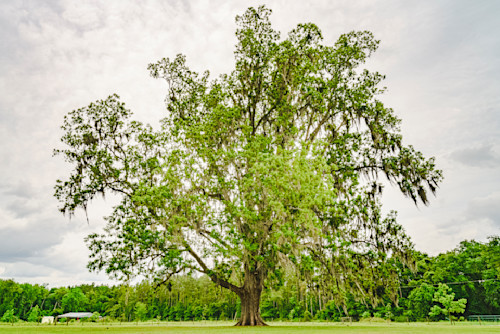 Large oak tree gainesville florida in467c