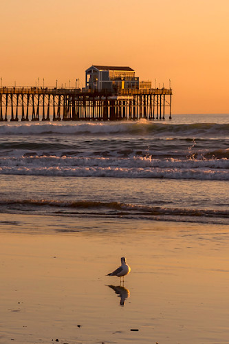 The Seagull and Oceanside Pier - California Sunset Fine Art