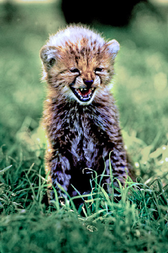 Cheetah cubs 029 lqvnax