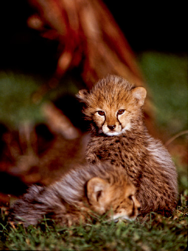Cheetah cubs 031 vqtdgf