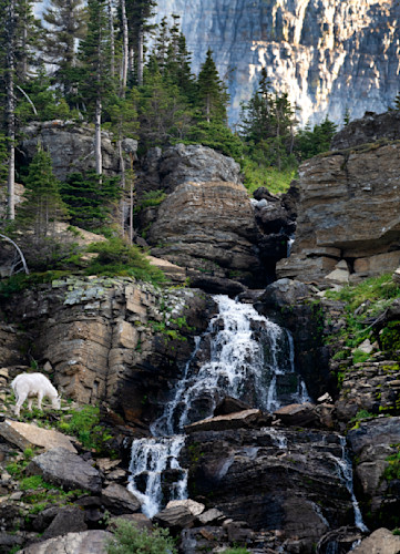Mountain goats1232 tbzuzh