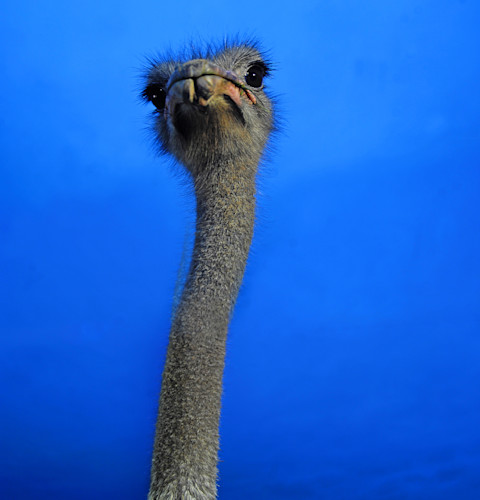 Ostrich3488 ekbq9q