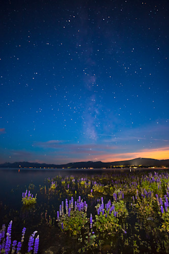 Tahoe lupine at night 3 yxunjz