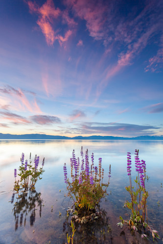 Tahoe lupine at sunrise 4 lk3svg