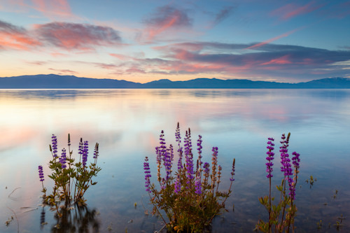 Tahoe lupine at sunrise 5 ostl9l