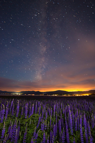 Tahoe lupine at night 2 ifa7i9