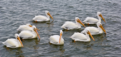 Flock of friends vinqgj