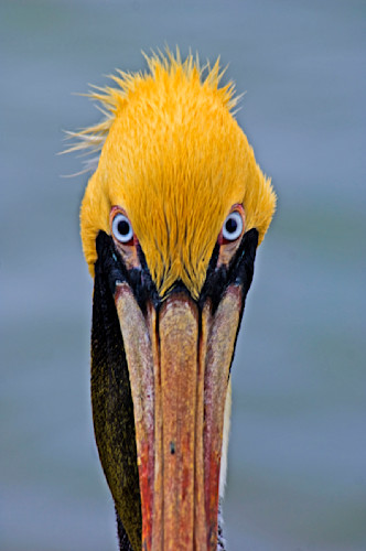 Old blue eyes ltqhyf