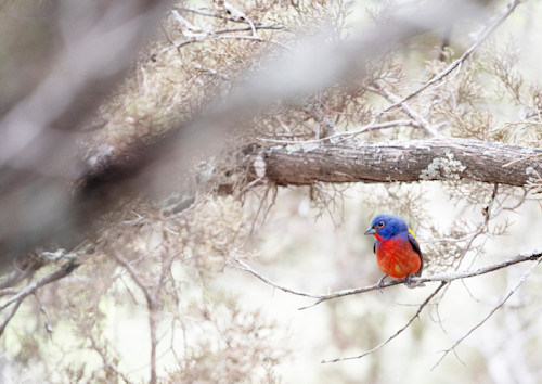 A painted bunting hn0jz9