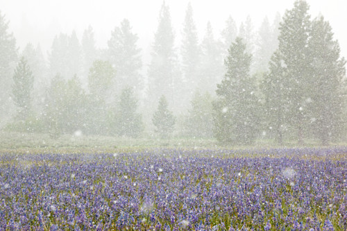 Snowy sagehen meadows 2 sl3zgb