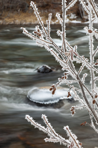 Frost at the truckee river dd4cjj