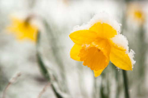 Snowy daffodil 1 oqgeou