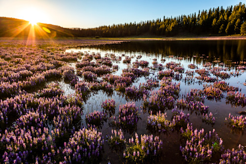 Lupine at prosser reservoir 5 qyvgkt