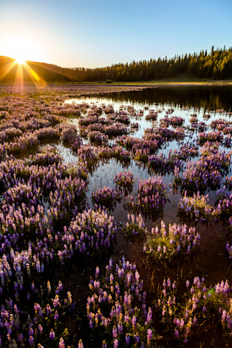 Lupine at prosser reservoir 4 tq4f2m