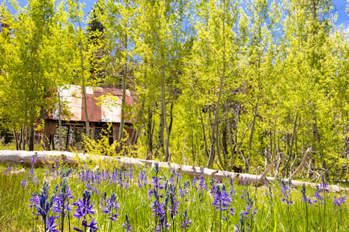 Camas at the shack a73w7r