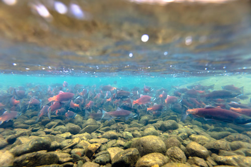 Spawning kokanee salmon 1 mffc5h